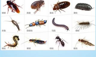 家里会出现哪些虫子图片